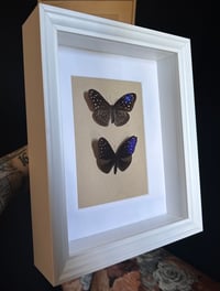 Image 2 of Couple: Euploea Mulciber - 20x25cm