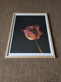 Image 1 of ROSE PRINT