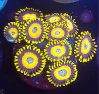 Scrambled Eggs Zoas