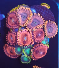 Mixed zoas #10