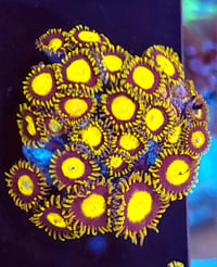 King Midas Zoas