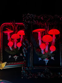 Image 2 of Amanita muscaria frame led