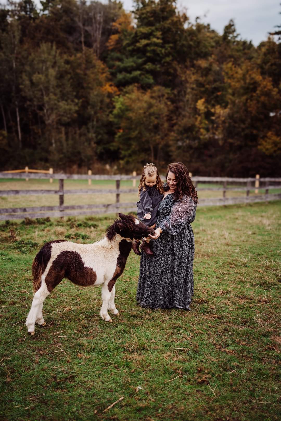Image of Sunset Farm Minis - Deposit 