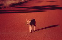 Dingo, Karijini National Park