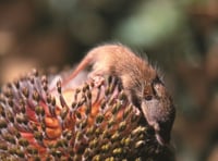 Honey possum on Bankia flower