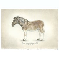 Image 1 of Extinction: Quagga