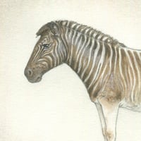 Image 3 of Extinction: Quagga