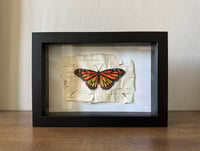 Image 1 of Original Art: Monarch on Birch