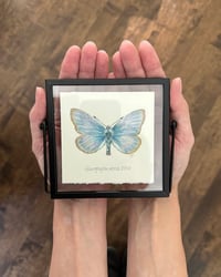 Image 2 of Original Art: Xerces Blue