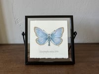 Image 1 of Original Art: Xerces Blue