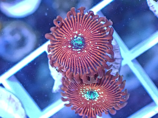 Image of Magician 3 polyps