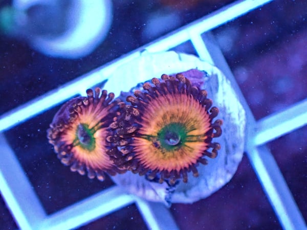 Image of Rainbow Infusion 3 polyps