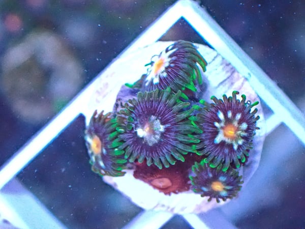 Image of Stargazer 3 polyps