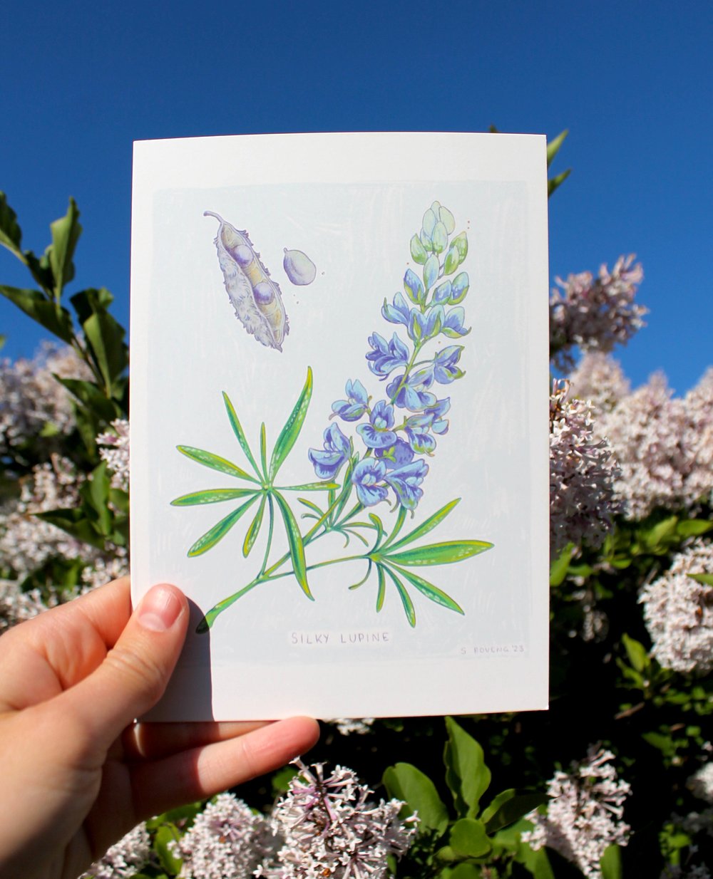 Image of Silky Lupine Greeting Card