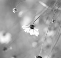 Daisy, Ballendean