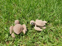 Image 7 of Mumma and Baby Turtles