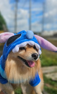 Image 5 of Stitch Dog Hoodie
