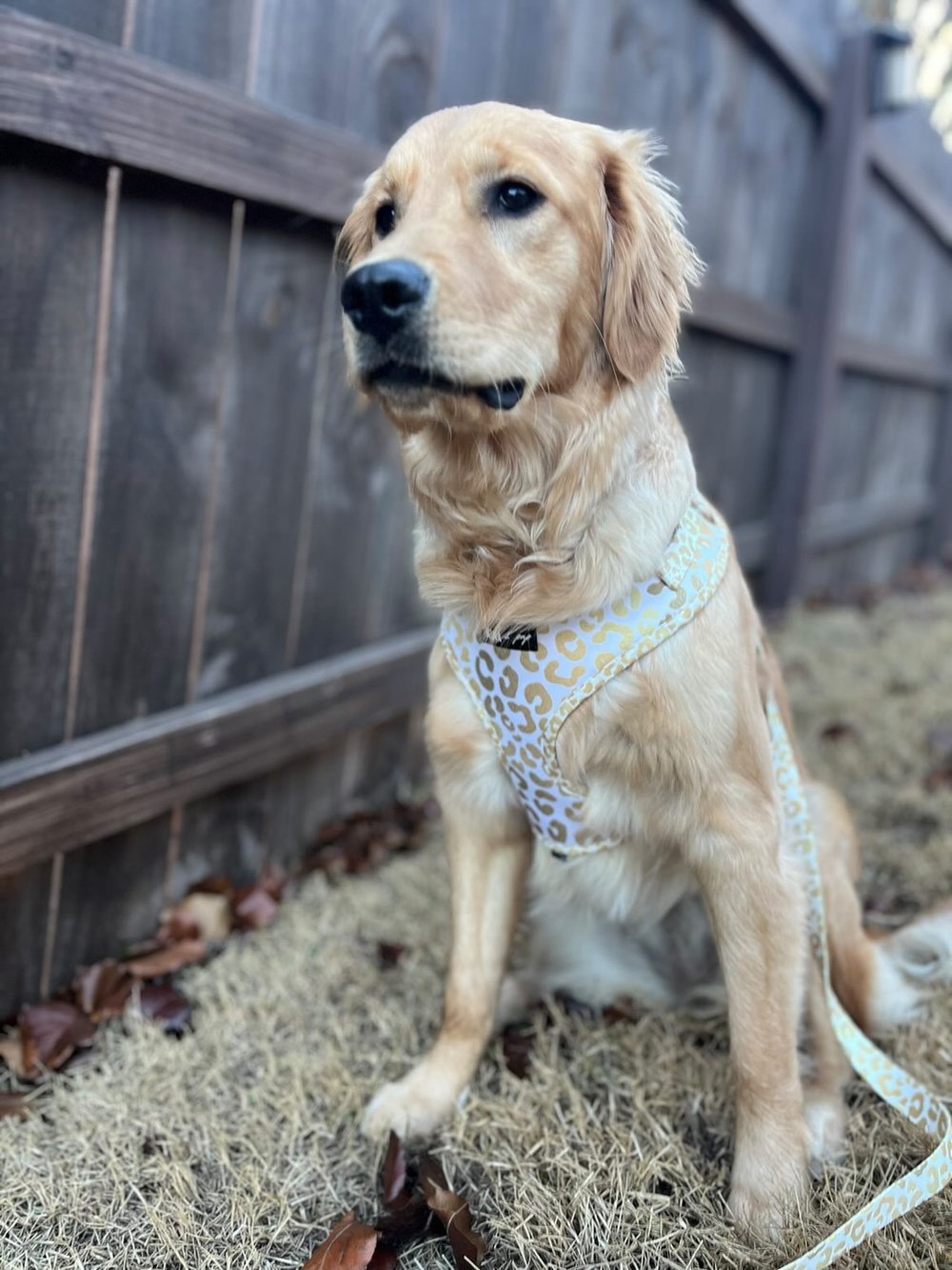 Image of You're So Golden Adjustable Harness