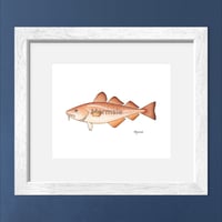Image 1 of Atlantic Cod Fish, 2023 (Print)