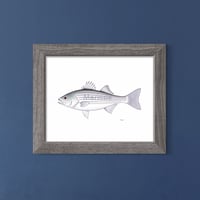 Image 2 of Striped Bass, 2023 (Print)