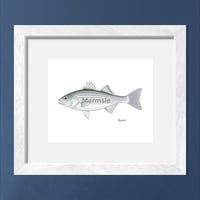 Image 1 of Striped Bass, 2023 (Print)