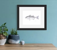 Image 3 of Striped Bass, 2023 (Print)