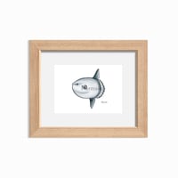 Image 1 of Mola Mola, 2022 (Print)