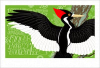 Image 1 of A Wild Promise: Ivory-Billed Woodpecker