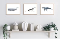 Image 2 of Sperm Whale (Print)