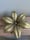 Image of Cendrier laiton fleur