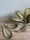 Image of Cendrier laiton fleur