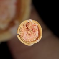 Image 1 of Stoned cones 