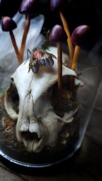 Image 2 of Cat Skull and Mushroom Dome