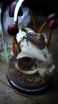 Image 4 of Cat Skull and Mushroom Dome