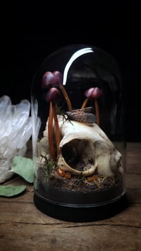 Image 5 of Cat Skull and Mushroom Dome