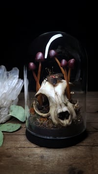 Image 1 of Cat Skull and Mushroom Dome