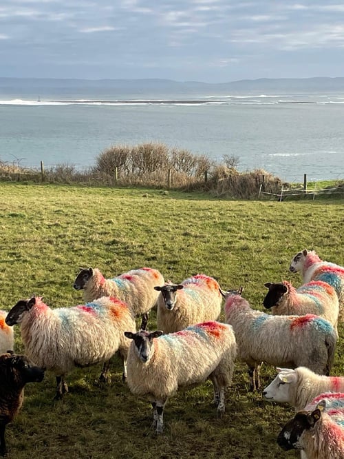 Image of KILCUMMIN SHEEP 91 / RONAN DILLON