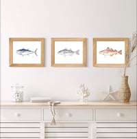 Image 4 of Atlantic Cod Fish, 2023 (Print)