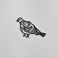 Image 2 of 'In Praise of the Common Pigeon' 