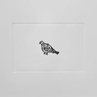 Image 1 of 'In Praise of the Common Pigeon' 