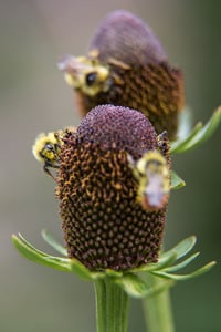 Image 1 of Western Coneflower : Rudbeckia occidentalis