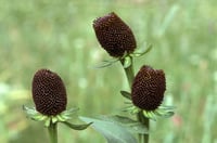 Image 2 of Western Coneflower : Rudbeckia occidentalis