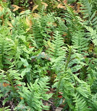 Image 2 of Licorice Fern : Polypodium glycyrrhiza