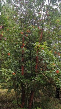 Image 2 of Madrone : Arbutus menziesii