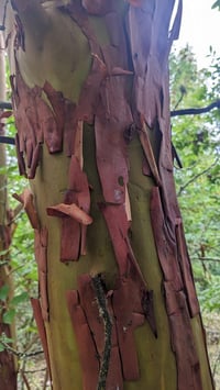 Image 1 of Madrone : Arbutus menziesii
