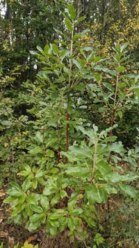 Image 4 of Madrone : Arbutus menziesii