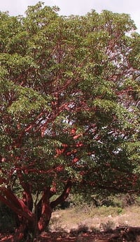 Image 6 of Madrone : Arbutus menziesii