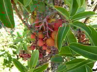 Image 3 of Madrone : Arbutus menziesii