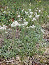 Image 2 of Pussytoes : Antennaria sp