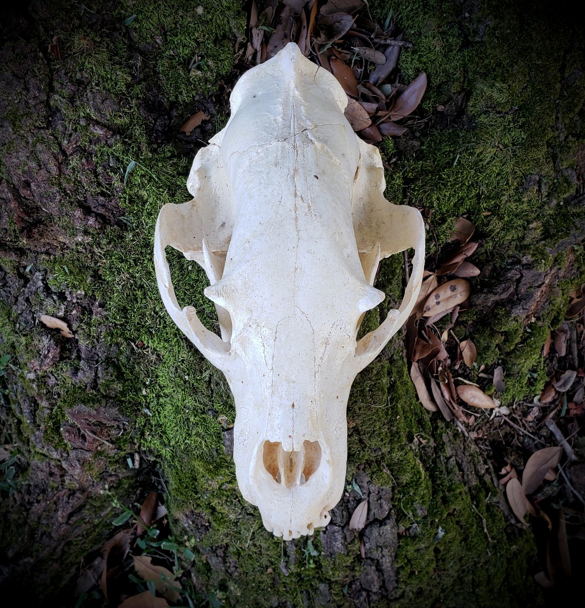 Image of Huge Old Black Bear Skull